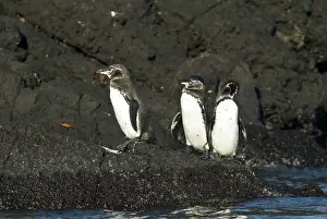 Bartolome: Galapagos penguins