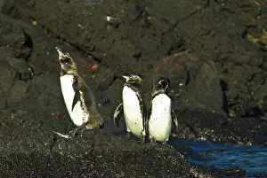Bartolome: Galapagos penguins