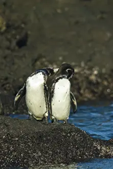 Bartolome: Galapagos penguins