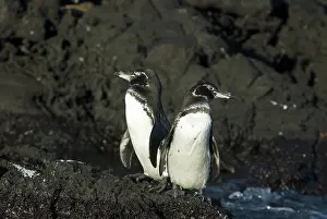 Bartolome: Galapagos penguins