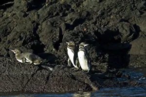 Bartolome: Galapagos penguins