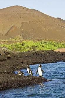 Bartolome: Galapagos penguins
