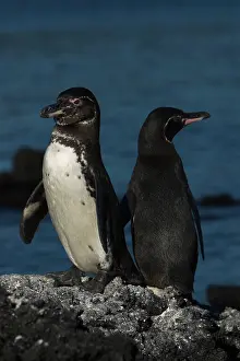 Fernandina: Galapagos Penguins