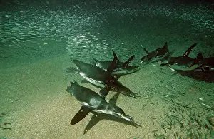 Mendiculus: Galapagos Penguins - fishing underwater for Anchovy