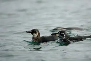 Fernandina: Galapagos Penguins swimming