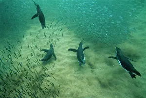 Mendiculus: Galapagos Penguins - swimming underwater - fishing