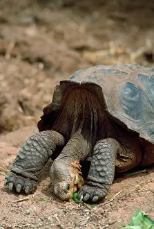 Amphbians: GALAPAGOS SADDLEBACK TORTOISE