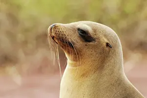 Wollebaeki: Galapagos Sea Lion