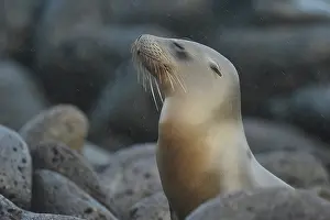 Raining: Galapagos Sea Lion