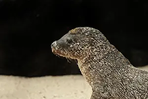 Wollebaeki: Galapagos Sea Lion