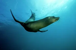 Equador: Galapagos Sea Lion - Galapagos Islands UNESCO Natural World