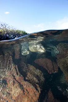 Equador: Galapagos Sea Lion - Galapagos Islands UNESCO Natural World