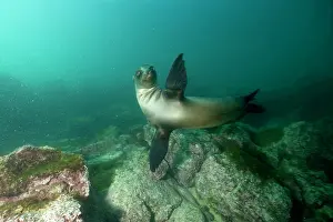 Equador: Galapagos Sea Lion - Galapagos Islands UNESCO Natural World