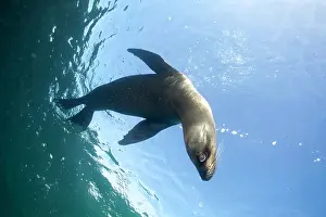 Equador: Galapagos Sea Lion - Galapagos Islands UNESCO Natural World