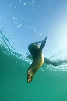Equador: Galapagos Sea Lion - Galapagos Islands UNESCO Natural World