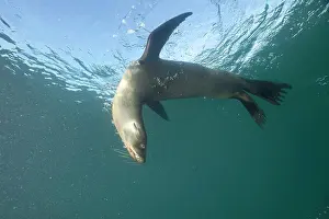 Equador: Galapagos Sea Lion - Galapagos Islands UNESCO Natural World