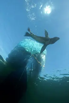 Nautical: Galapagos Sea Lion - Galapagos Islands UNESCO Natural World