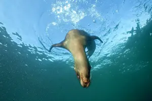 Equador: Galapagos Sea Lion - Galapagos Islands UNESCO Natural World