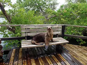 Benches: Galapagos Sea Lion - lying on a bench
