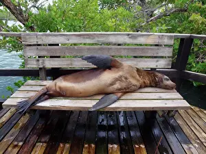 Benches: Galapagos Sea Lion - lying on a bench