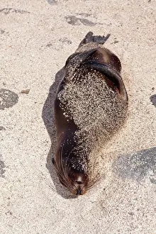 Seymour: Galapagos Sea Lion - North Seymour Island Galapagos Islands