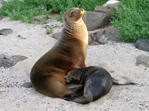 Wollebaeki: Galapagos Sea Lion - nursing young on beach