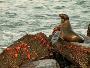 Shellfishes: Galapagos Sea Lion - on rock with Lighfoot Crabs