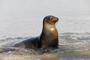 Cristobal: Galapagos sea lion, San Cristobal Island, Galapagos