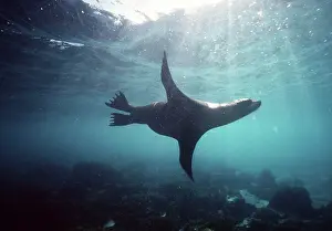 Wollebacki: Galapagos Sea Lion - swimming underwater