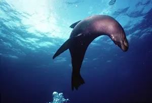 Wollebacki: Galapagos Sea Lion - underwater