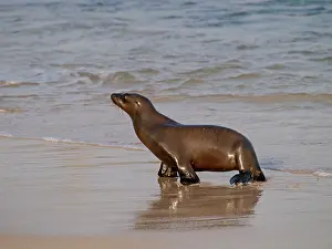 Wollebaeki: Galapagos Sea Lion - walking on beach