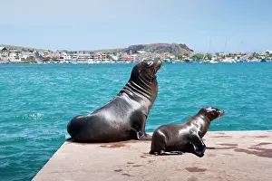 Californianus: Galapagos sea lion Zalophus californianus San Cristobal Gala
