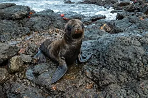 Californianus: Galapagos Sea Lion (Zalophus californianus wollebaeki)