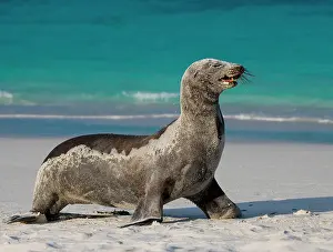Californianus: Galapagos sea lion (Zalophus wollebaeki) on the