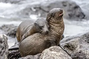 Cities: Galapagos sea lion (Zalophus wollebaeki)