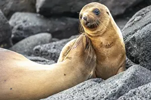 Seals: Galapagos sea lion (Zalophus wollebaeki)