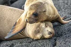 Seals: Galapagos sea lion (Zalophus wollebaeki)