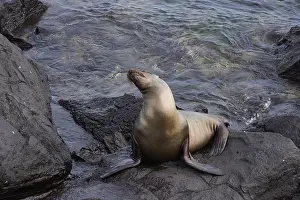 Port: Galapagos sea lion (Zalophus wollebaeki)