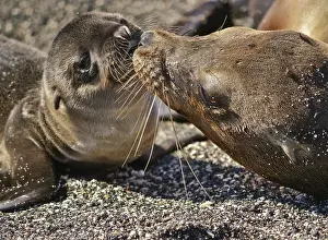 051218: Galapagos sea lion (Zalophus wollebaeki) with cub
