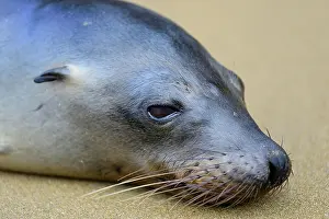 Dozing: Galapagos sea lion (Zalophus wollebaeki) dozing