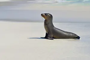 Wollebaeki: Galapagos sea lion (Zalophus wollebaeki), juvenile