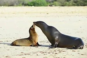 Wollebaeki: Galapagos sea lion (Zalophus wollebaeki), mother
