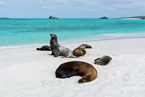 Californianus: Galapagos Sea Lions (Zalophus californianus wollebaeki)