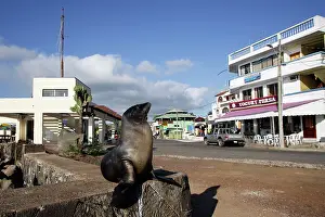 Encroachment: Galapagos Sealion