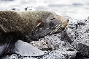 Wolleback: Galapagos Sealion