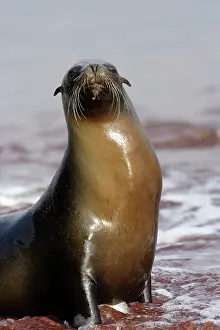 Wolleback: Galapagos Sealion