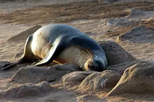 Wolleback: Galapagos Sealion