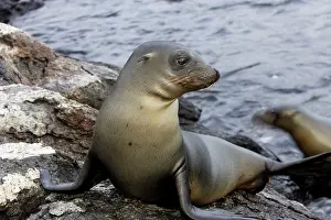 Wolleback: Galapagos Sealion