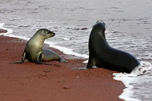 Wolleback: Galapagos Sealion