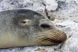 Wolleback: Galapagos Sealion